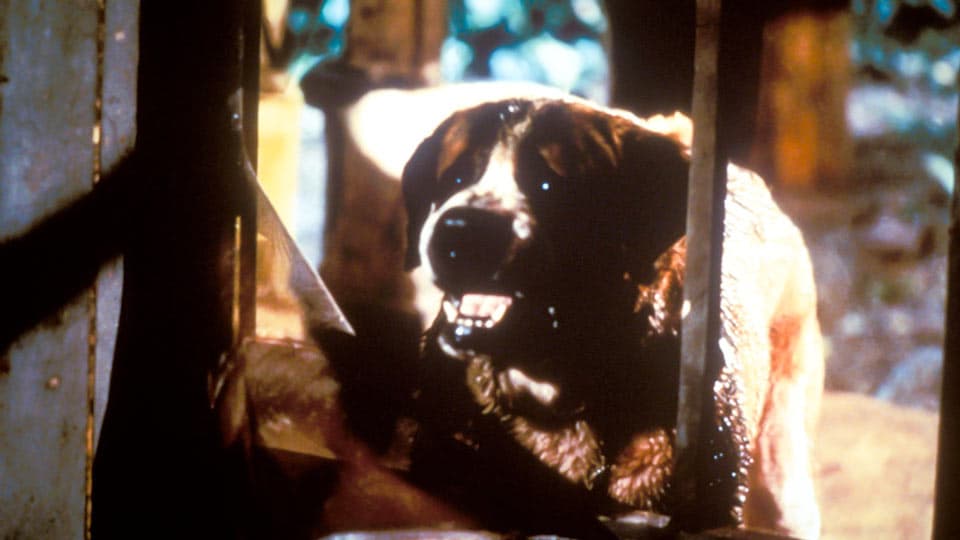 Read and download the Cujo screenplay