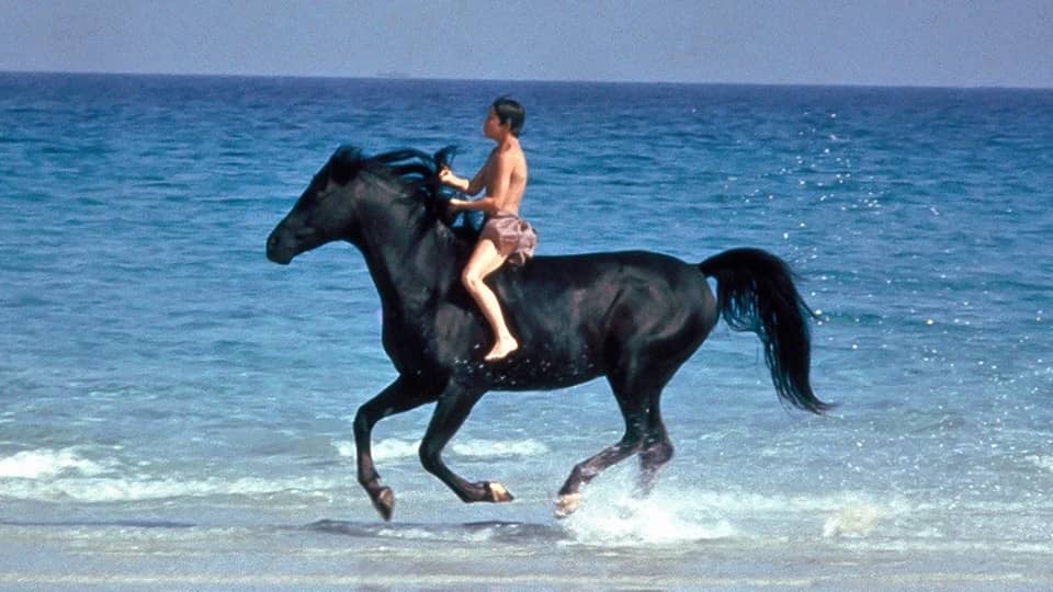 The Black Stallion screenplay feature image.
